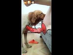 Hot Blonde gets Screwed by her Dog and Sucks Cum on a sexy humping dog