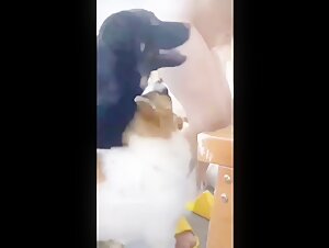 bestialitytaboo dog sex