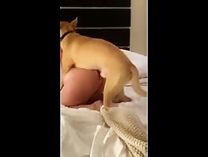 Pigs in Heat: Extreme Video Porn Featuring Pussy and Pooch