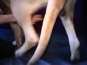 French Zoofuck XXX: Dirty Sluts & Dog Sex Hardcore Videos