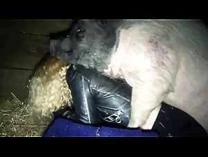 The Allure of Dog Fuckers: Reality or Fantasy?