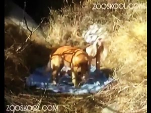 A woman sucks a dog, an incredible moment of ecstasy