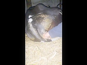 touch cow night beastality