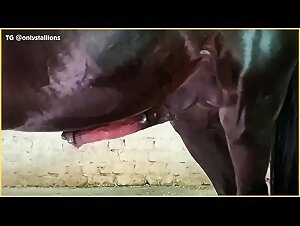 The story begins with a doggy kiss, a filthy mare who sucks her dog, a dirty and bestial slut