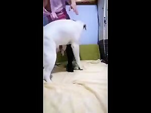 Woman Fucking Her Dog in a Moment of Intense Pleasure