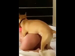 Salopy Zoophilia Animal Sex Videos