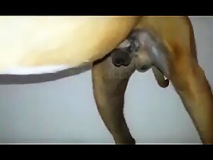 Animals Fucking and Webcam: A woman fucks a mastiff dog and then sucks him off during a webcam porno