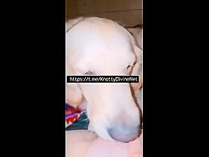 hund fickt frau taboo