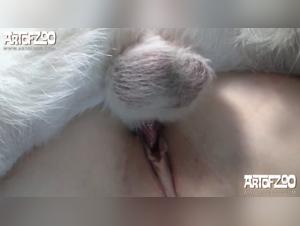 The Best Bestiality Tube Porn