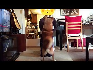 Bestiality Sex Videos Free