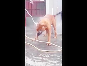 zooxxx dog zoophilia