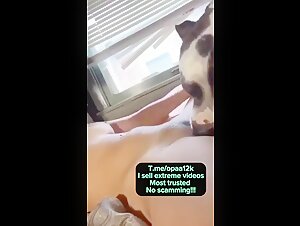 bestiality lovers animalsex