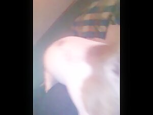 dog videos in sex