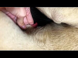 Girl Fucking Dog:  Unveiling Taboo Desires