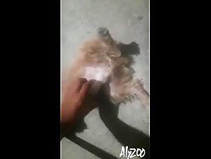 dog cum and legal ramifications