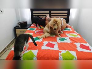 The Laughter-Inducing Dog Sex Video