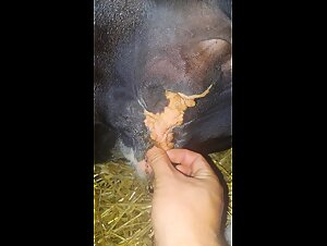 ethics blurred in animal porn