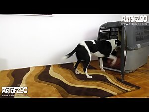 A young woman who loves animals has an incredible experience when she fucks her dog before sucking the horse's penis
