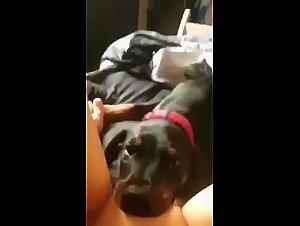 Extreme Animal Fornication: Dog Fuck and Pussy