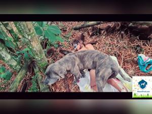  Hardcore Porno with dog fucking in the forest
