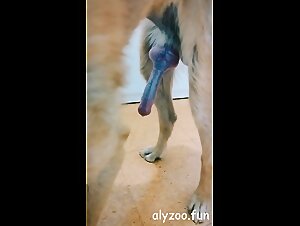 Blurred Lines : Exploring the Canine Fetish