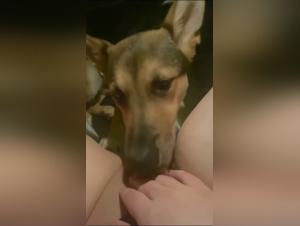 Dog Sucking sluts: extreme Zoophilia porn