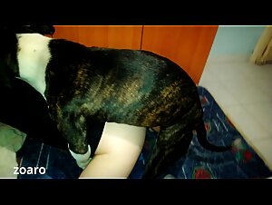 A Story of Unlikely Friendship Between Humans and Canines