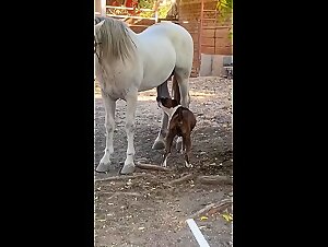 Dog cum hardcore with friends scenes of sex