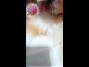 Bestiality Revealed: Uncensored Footage