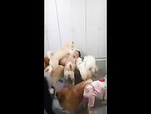 Animal Pornography: A Societal Dilemma
