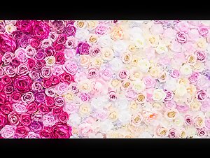 dog knot and animalsex