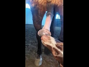Bestiality Videos: Where Taboos Converge