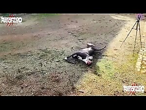The hottest animal sex videos on the internet