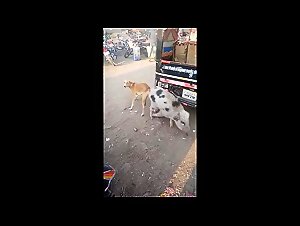 Wild Piggy Play: Woman and Her Pig in a Very Intimate Zoofilia Encounter